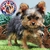 Yorkshire Terrier M - comprar en línea