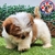 Shih Tzu M - tienda en línea