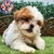 Shih Tzu M