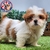 Shih Tzu M en internet