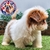 Shih Tzu M - comprar en línea