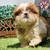 Shih Tzu M - Dominio del Rey