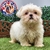 Shih Tzu H - Dominio del Rey