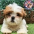 Shih Tzu M - Dominio del Rey