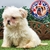 Shih Tzu H en internet