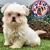 Shih Tzu H - comprar en línea