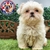 Shih Tzu H