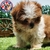 Shih Tzu M en internet