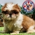 Shih Tzu M