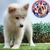 Samoyedo