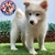 Samoyedo en internet