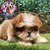 Shih Tzu M - comprar en línea