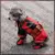 Disfraz de Cosplay de Deadpool para perro en internet