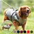 Chaqueta Impermeable Premium para Perros, Protección y Estilo - perrito chique