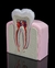 Modelo Premolar - comprar online