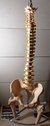 Columna vertebral p/prácticas de fisioterapia, kinesiología , c/cabeza de fémur y soporte