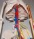 Modelo de esqueleto humano, escala 1/2, con representación de corazón y grandes vasos, plexo braquial y lumbar XC-102B - tienda online
