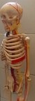 Imagen de Modelo de esqueleto humano, escala 1/2, con representación de corazón y grandes vasos, plexo braquial y lumbar XC-102B