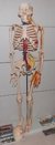 Modelo de esqueleto humano, escala 1/2, con representación de corazón y grandes vasos, plexo braquial y lumbar XC-102B - Garage D