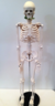 Esqueleto de 85 cm articulable con Soporte para estudio en internet