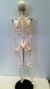 Esqueleto de 85 cm articulable con Soporte para estudio - tienda online