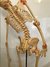Esqueleto Flexible Tamaño Natural con ligamentos, soporte y ruedas de 1,70m - comprar online