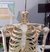 Imagen de Modelo de esqueleto humano, tamaño natural, con soporte, salidas de raíces nerviosas y arterias vertebrales XC-101