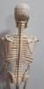 Mini Esqueleto Humano 45cm de Altura - Articulado - para Estudio - tienda online