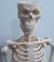 Mini Esqueleto Humano 45cm de Altura - Articulado - para Estudio - comprar online
