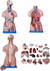 Torso Humano con órganos de 85CM Bisexuado 23 Piezas removibles para Estudio