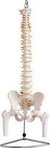Columna vertebral p/prácticas de fisioterapia, kinesiología , c/cabeza de fémur y soporte - comprar online