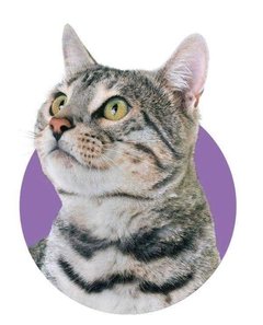 Rumivital felinos en gatos para proteger las articulaciones 