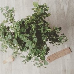 Plantín aromático decorado con yute - comprar online