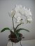 Orquídea Phallaenopsis Branca na internet