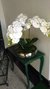 Orquídea Phallaenopsis Branca - comprar online