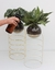 Patas circular bomba vidrio - blanco almendra, aglonema perdiz - Sativa - buy online