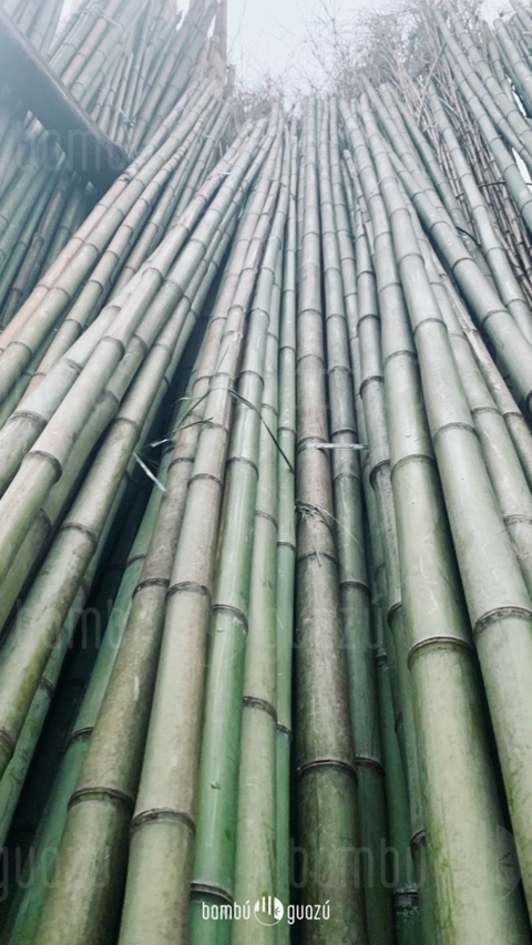 Caña Tacuara Bambú Decoración Tirante Cañas 4 Metros. Envíos