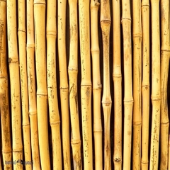 Cañas Colihues de 4 mts - BambuGuazu