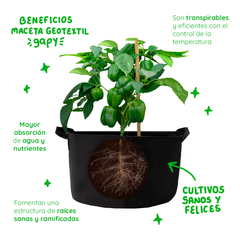 Gapy Maceta De Cultivo Geotextil Premium 15 Galones Con Asas - La Mejor Opcion by Creative Planet