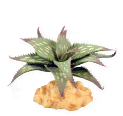 Planta Aloe Vera ZL