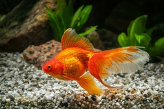 GOLDFISH NUMERO 1