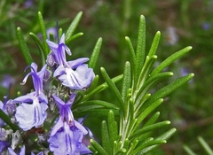 Aceite Esencial de Romero (Rosmarinus officinalis) - comprar online