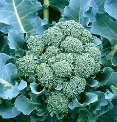 Brócoli Agroecológico x Unidad