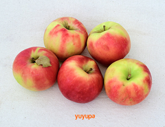 Manzanas Rojas Orgánicas x Kg (Variedad: Gala) - tienda online