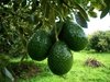 Palta Agroecológica x Kg. (Variedad: Hass) - Yuyupa