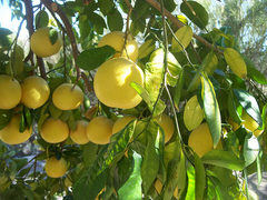 Combo N°6: Limones + Manzanas Rojas + Manzanas Verdes + Ciruelas + Tomates + Paltas Hass + Pomelos Rojos + Naranjas