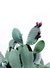 Cactus VI en internet