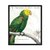 Parrot Botanique I en internet