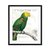 Parrot Botanique I - Sur Arte Shop - Láminas y Cuadros