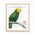 Parrot Botanique I - comprar online